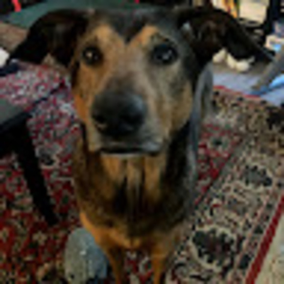 Meet your Posher, Steven - Picture 1 of 1